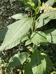 Lysimachia clethroides