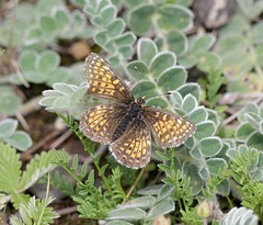 Melitaea bellona