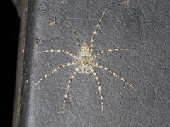 Pandercetes gracilis