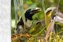 Pteroglossus aracari
