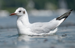 Chroicocephalus ridibundus