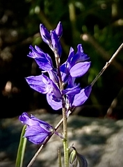 Polygala hybrida