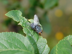 Calliphoridae