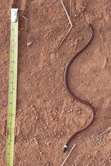 Apostolepis albicollaris