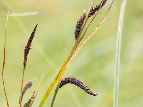 Greater Pond-sedge