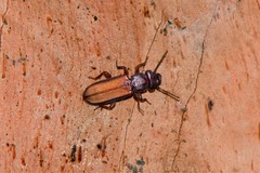 Platisus angusticollis