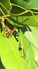 Polistes dominula