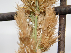 Poaceae