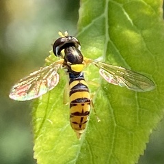 Sphaerophoria rueppellii