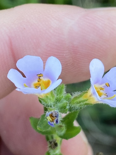 Chaenostoma roseoflavum