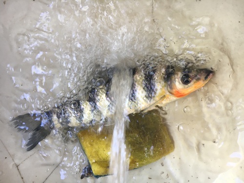 Banded leporinus (Leporinus fasciatus) — Anostomidae