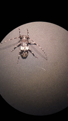 Leiopus linnei