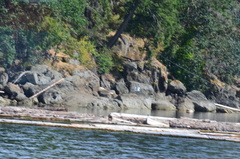 Larus brachyrhynchus