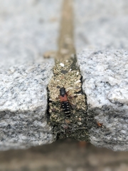 Platydracus stercorarius