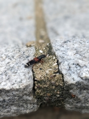 Platydracus stercorarius
