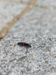 Platydracus stercorarius