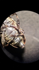 Leiopus linnei