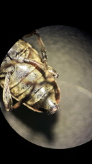 Leiopus linnei