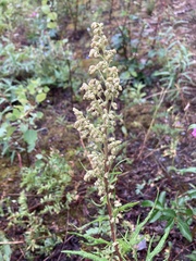 Artemisia tilesii