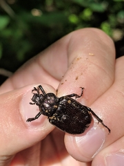Osmoderma scabra