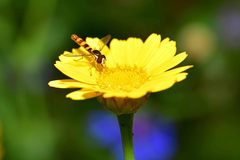 Sphaerophoria scripta