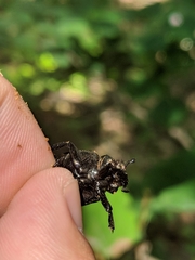 Osmoderma scabra