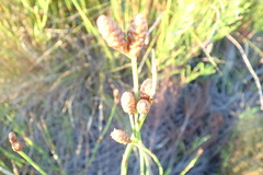 Nevillea obtusissima