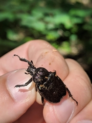 Osmoderma scabra