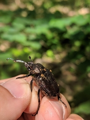Osmoderma scabra