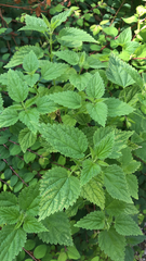 Urtica dioica