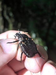 Osmoderma scabra