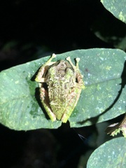 Pristimantis katoptroides