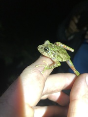 Pristimantis katoptroides