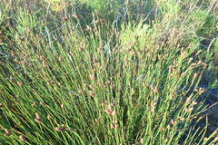 Nevillea obtusissima