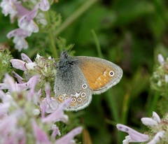 Coenonympha amaryllis