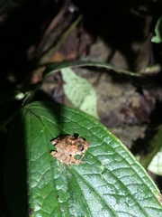 Pristimantis prolatus