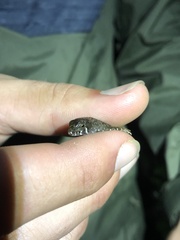 Potamites strangulatus