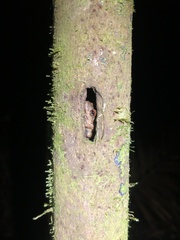 Pristimantis altamazonicus