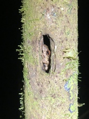 Pristimantis altamazonicus