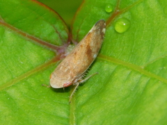 Cicadellidae