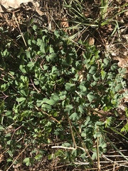 Aquilegia chrysantha