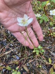 Parnassia palustris