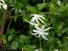 Jasminum nervosum