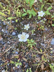 Parnassia palustris