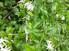Jasminum nervosum