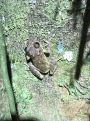 Pristimantis altamazonicus