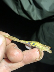 Pristimantis altamazonicus