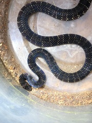 Ornate Coralsnake photo 2
