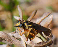 Laphria saffrana
