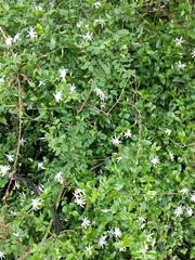 Jasminum nervosum